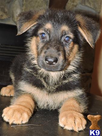 german shepherd puppy posted by Van Der Sar Kennel